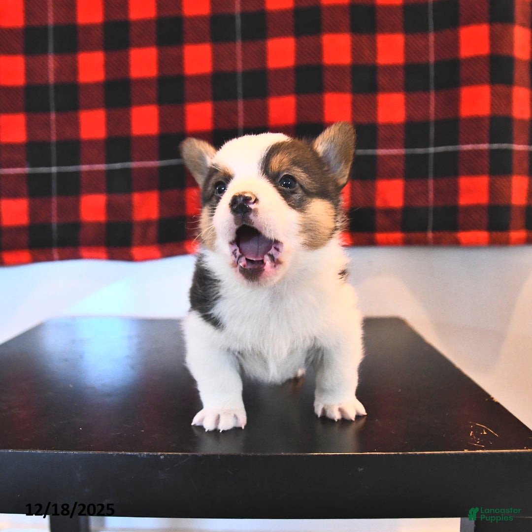 Welsh Corgi Pembroke dogs for sale: Garry  - Ad 4