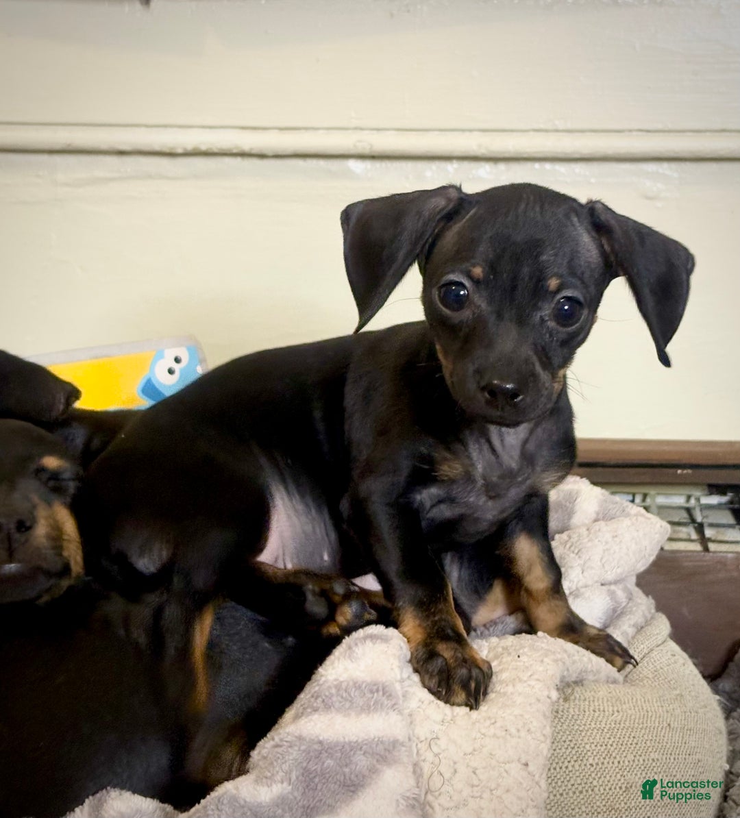 Mixed Breed dogs for sale: Pocket Pet 5 - Ad 5