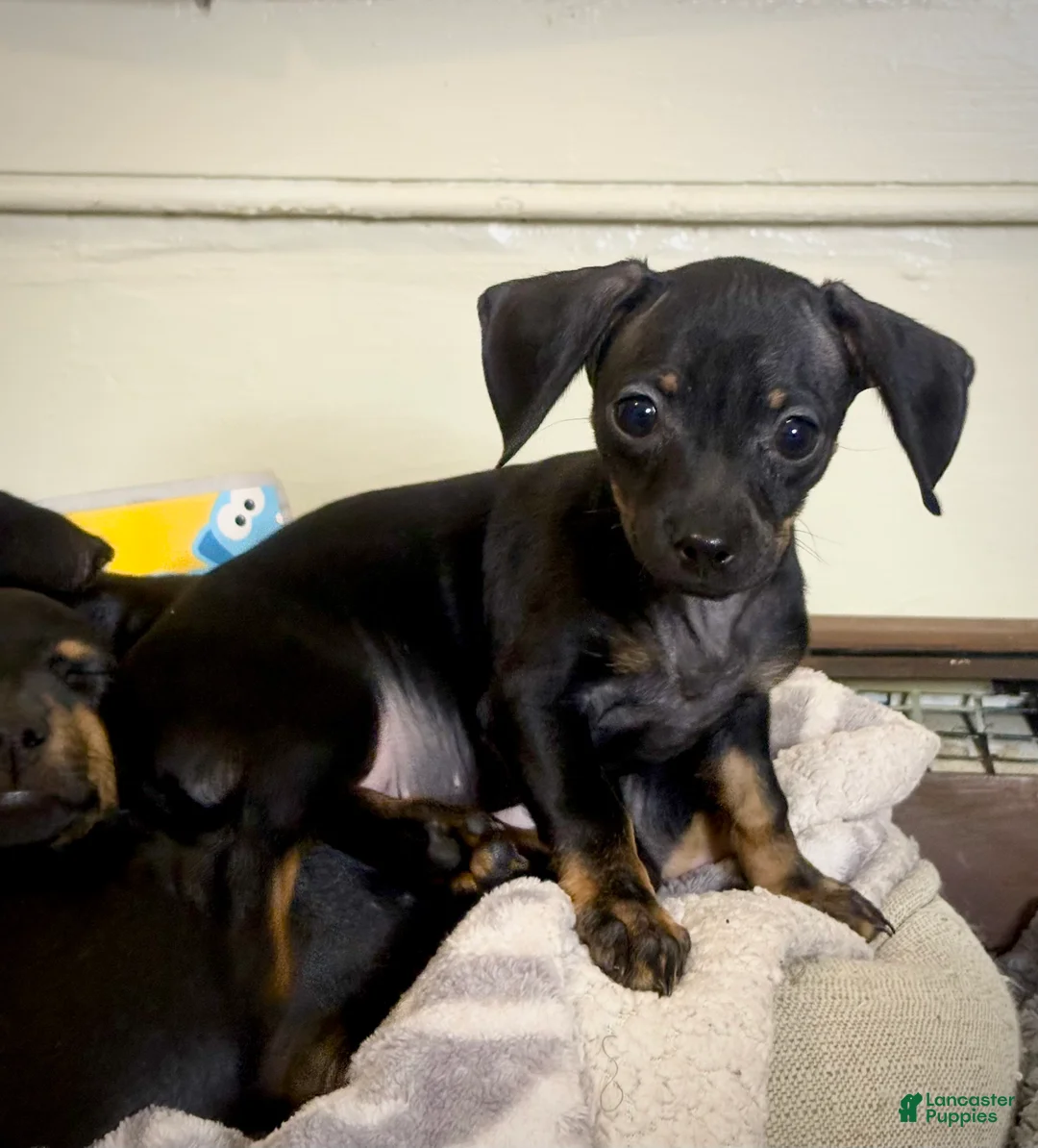 Mixed Breed dogs for sale: Pocket Pet 5 - Ad 5