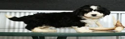 Mini Bernedoodle dogs for sale: Joy - Ad 5