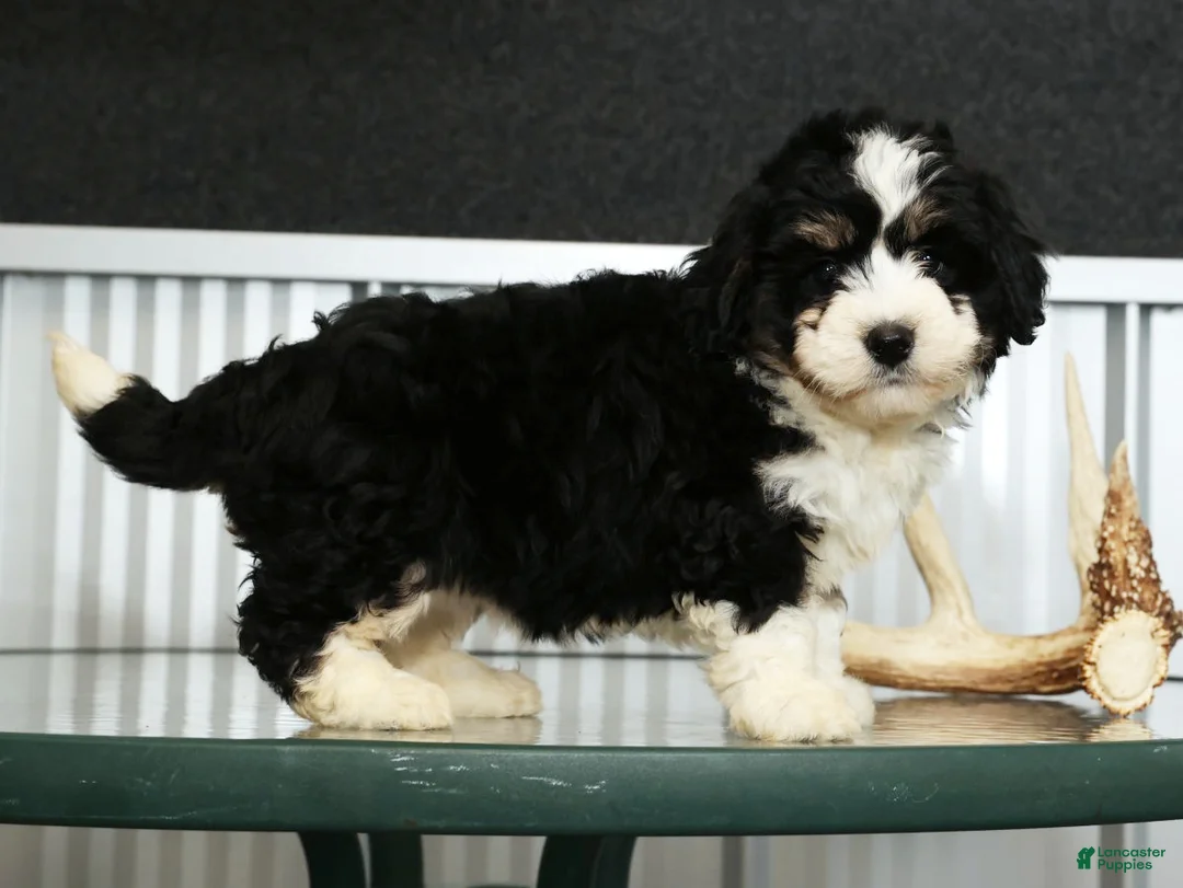 Mini Bernedoodle dogs for sale: Joy - Ad 5