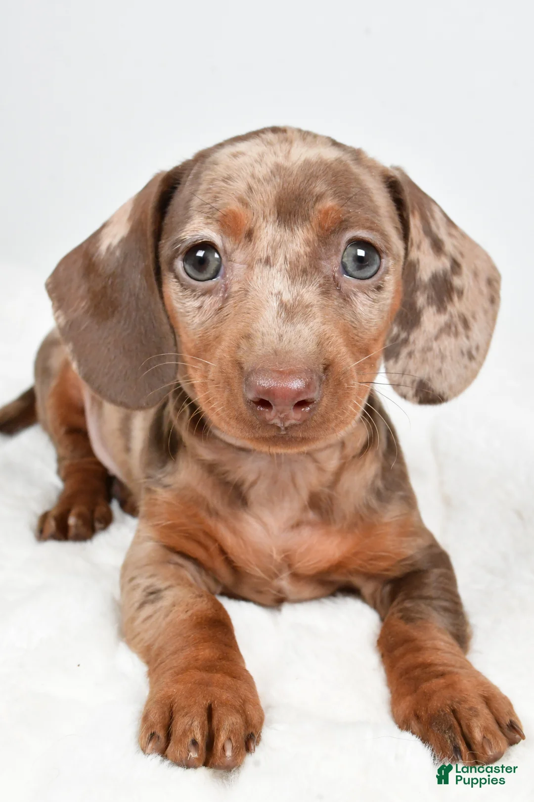 Dachshund dogs for sale: Sadie - Ad 7