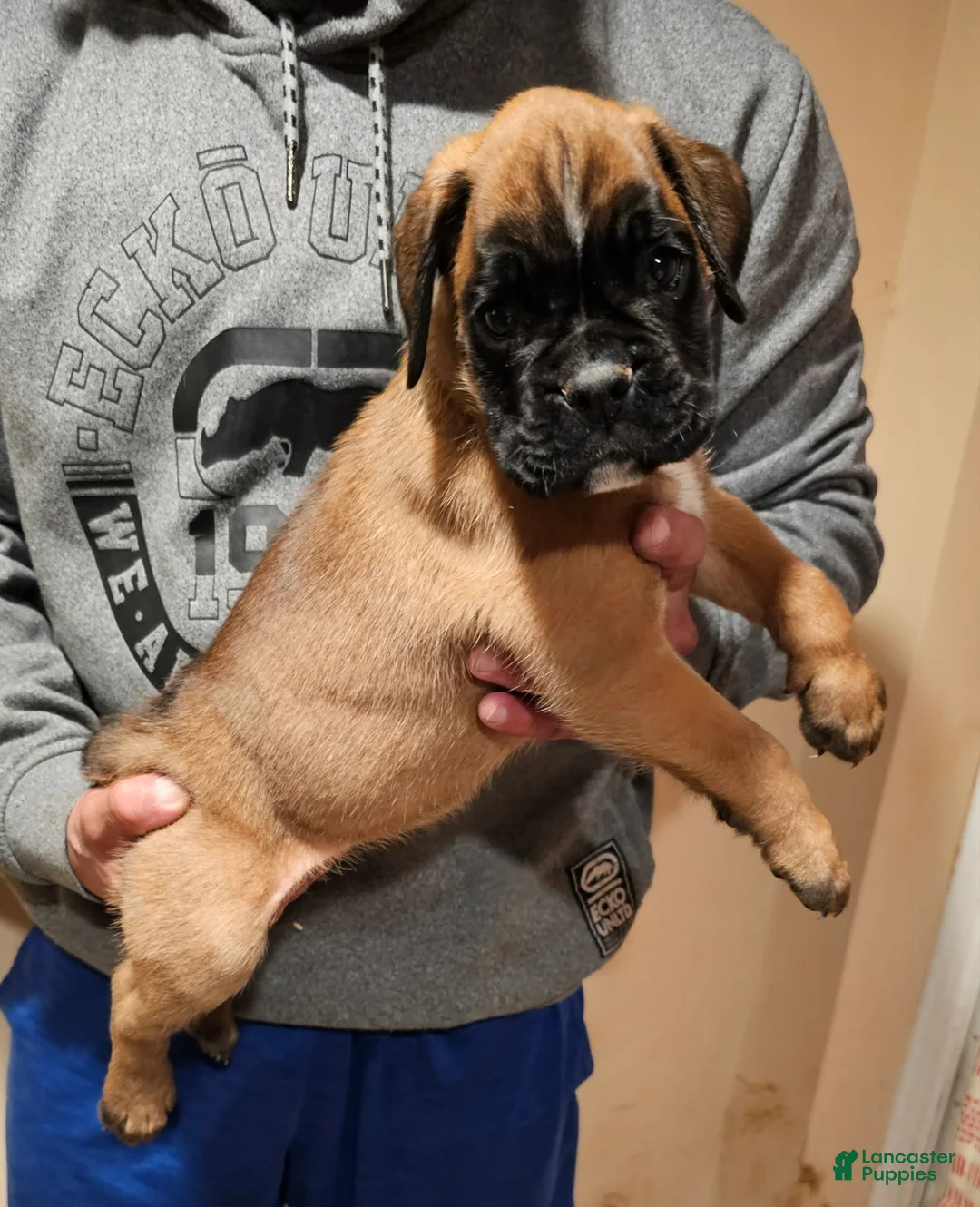 Boxer dogs for sale: Boy - Ad 1
