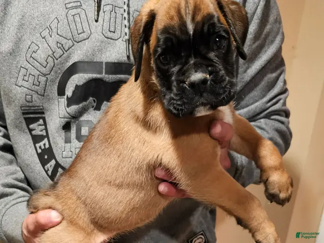 Boxer dogs for sale: Boy - Ad 1