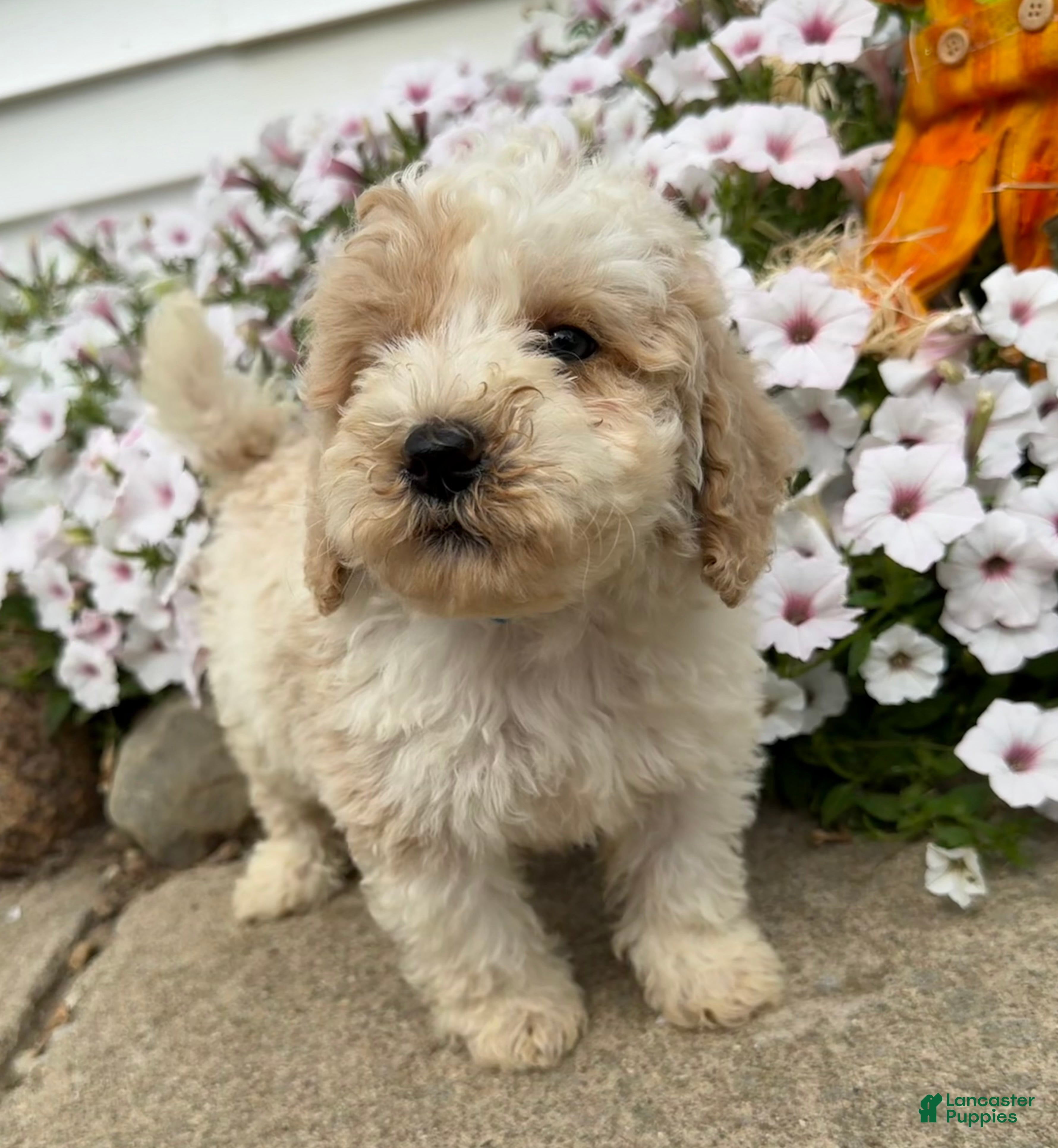 Miniature Poodle dogs Billy - Ad 2