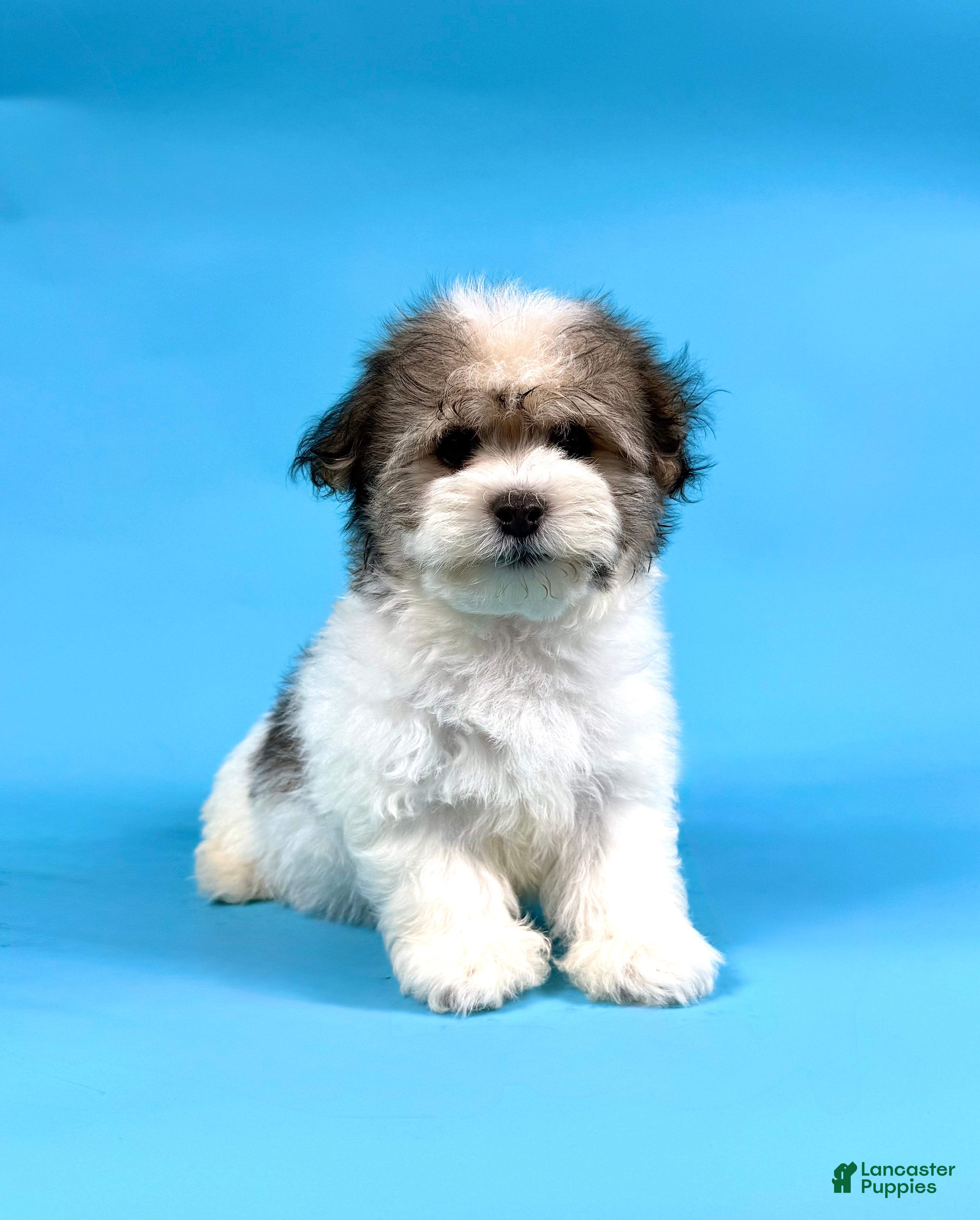 Havanese dogs ECHO - Ad 1