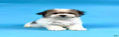 ECHO
