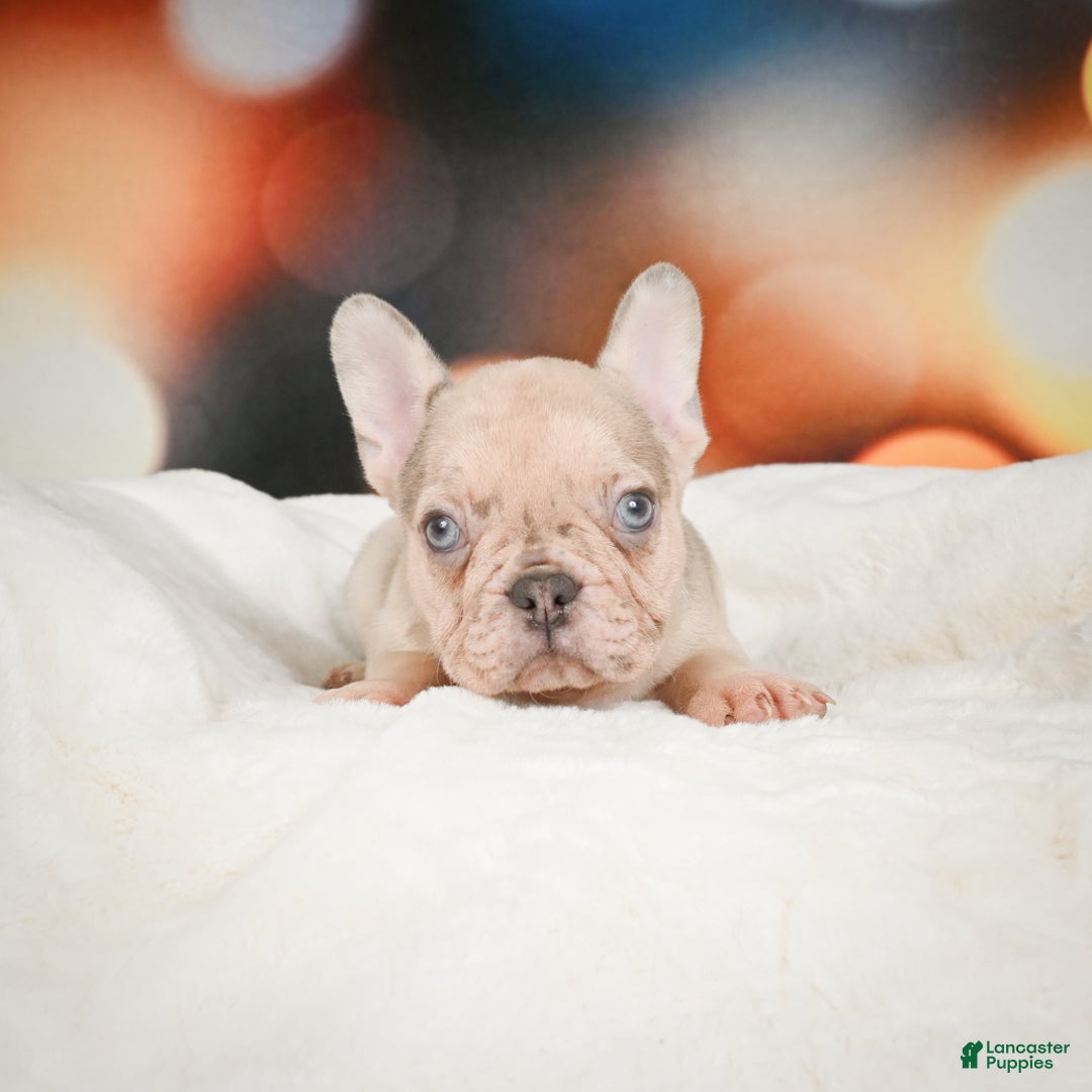 French Bulldog dogs for sale: Axel - Ad 5