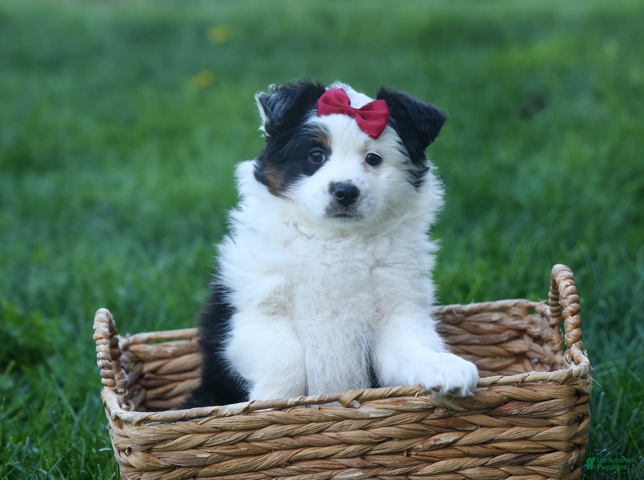 Australian Shepherd dogs MINNIE - Ad 1