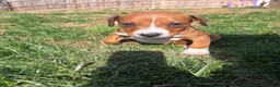 Mixed Breed dogs for sale: Butch - Ad 9