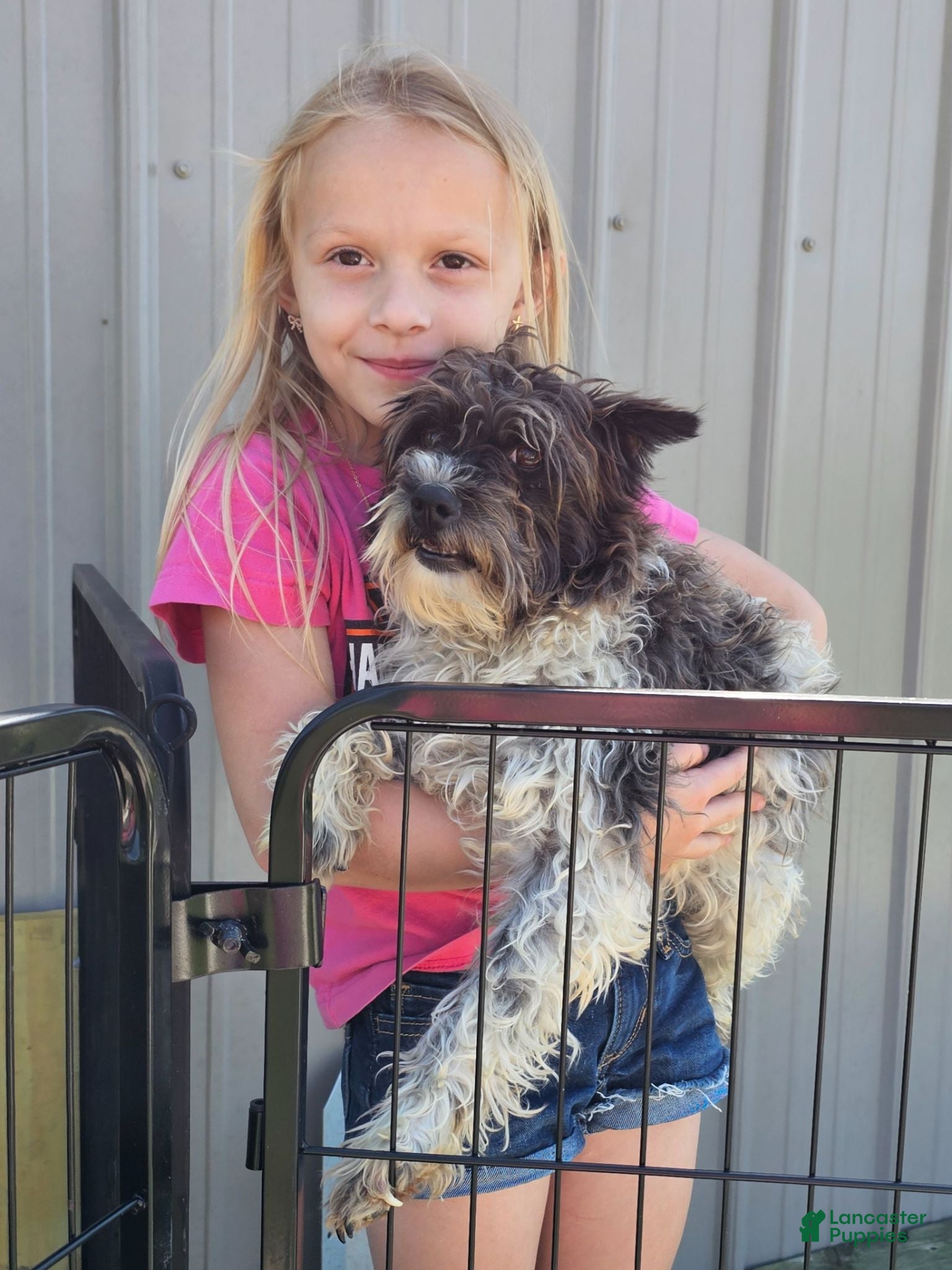 Miniature Schnauzer dogs Miniature Schnauzer 2 - Ad 2