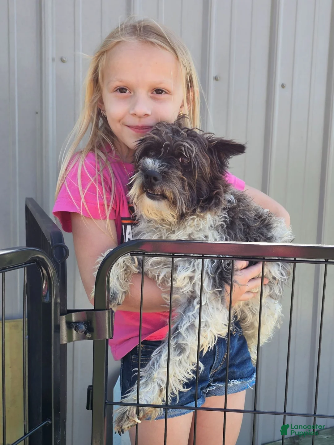 Miniature Schnauzer dogs for sale: Miniature Schnauzer 1 - Ad 2
