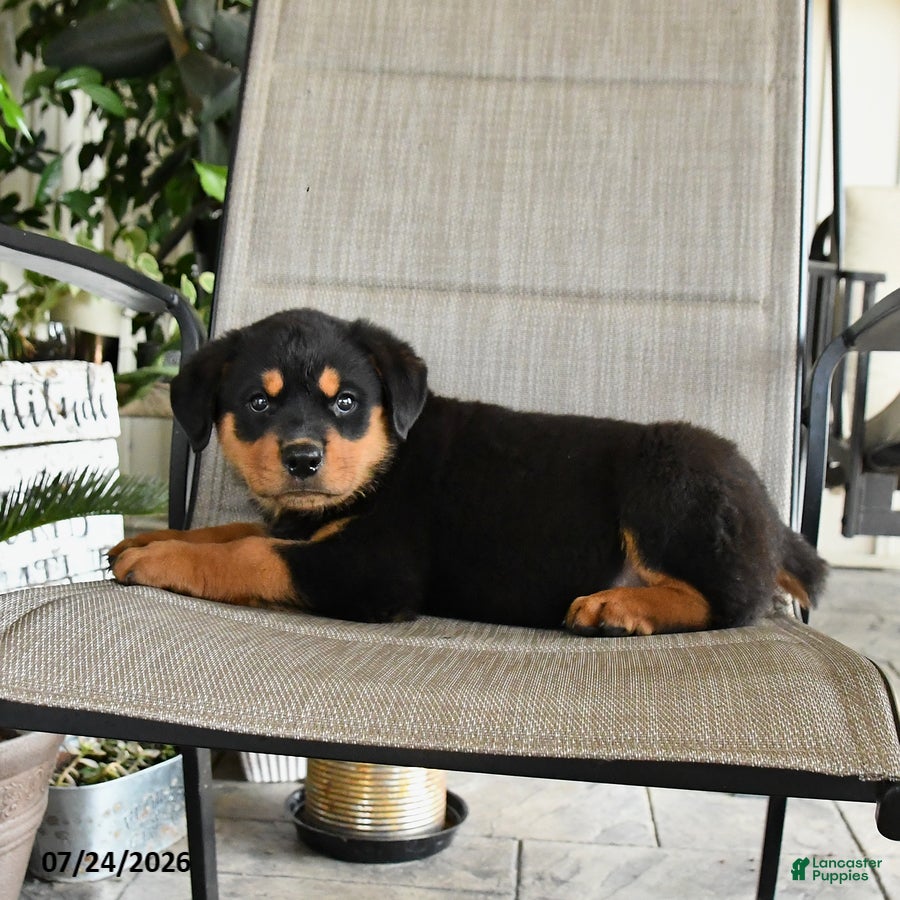 Rottweiler dogs Melvin - Ad 2