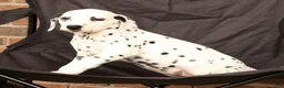 Dalmatian dogs for sale: Fran - Ad 8