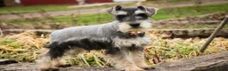 Miniature Schnauzer dogs for sale: Murphy - Ad 9