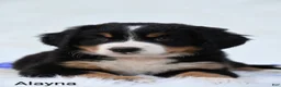 Bernese Mountain Dog dogs for sale: Alayna - Ad 1