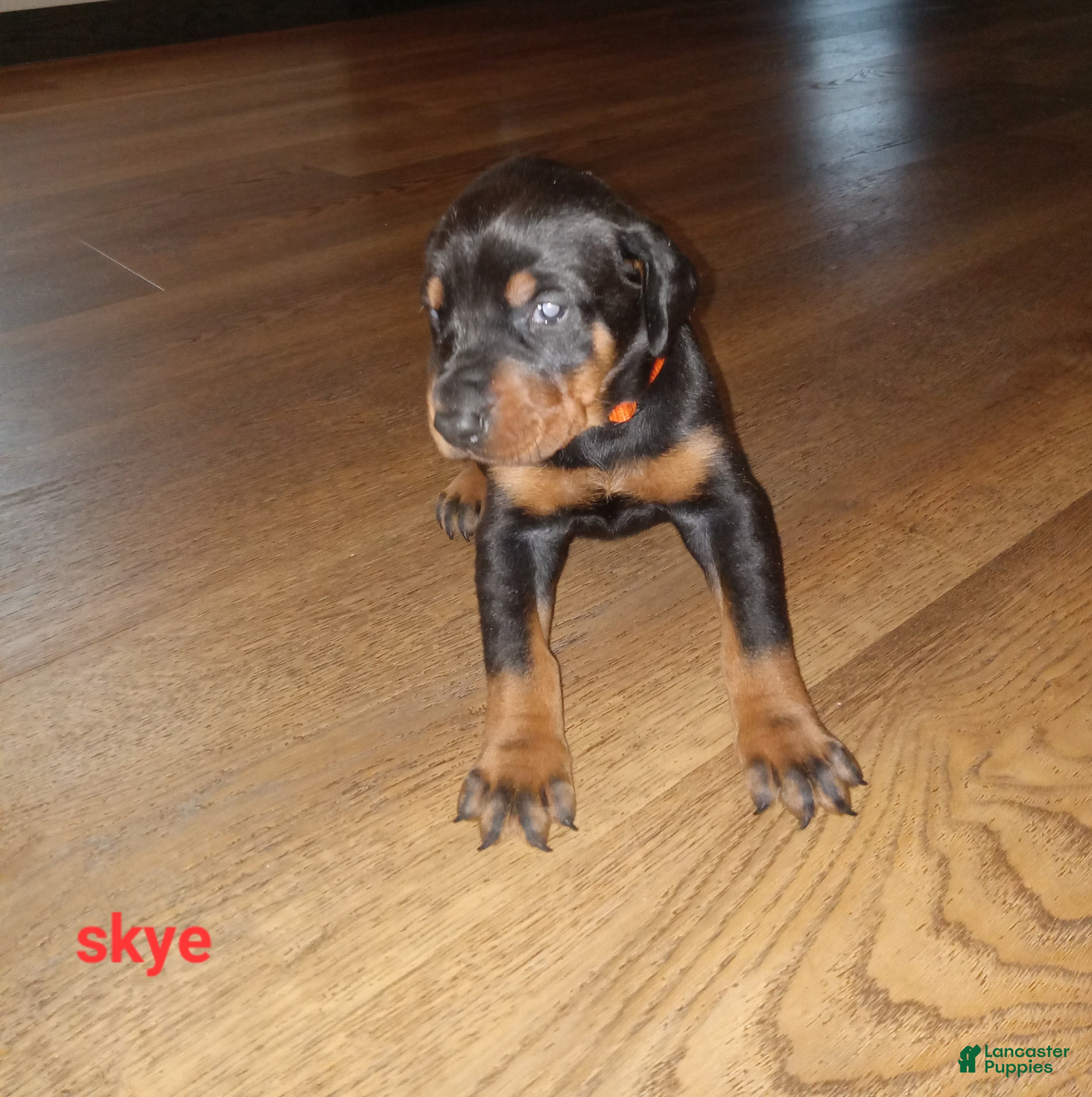 Doberman Pinscher dogs Skye - Ad 1