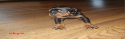 Doberman Pinscher dogs for sale: Skye - Ad 1