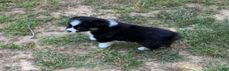 Australian Shepherd dogs for sale: Australian Shepherd Jason - Ad 7