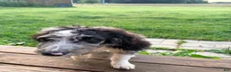 Mixed Breed dogs for sale: Boone - Ad 2