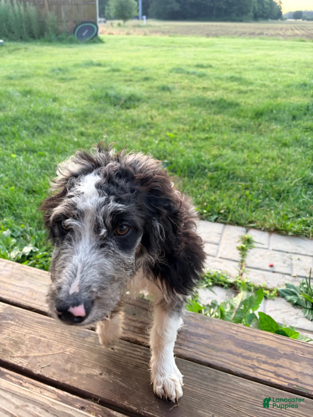 Mixed Breed dogs for sale: Boone - Ad 2