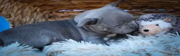Frenchton dogs for sale: Quinn - Ad 25