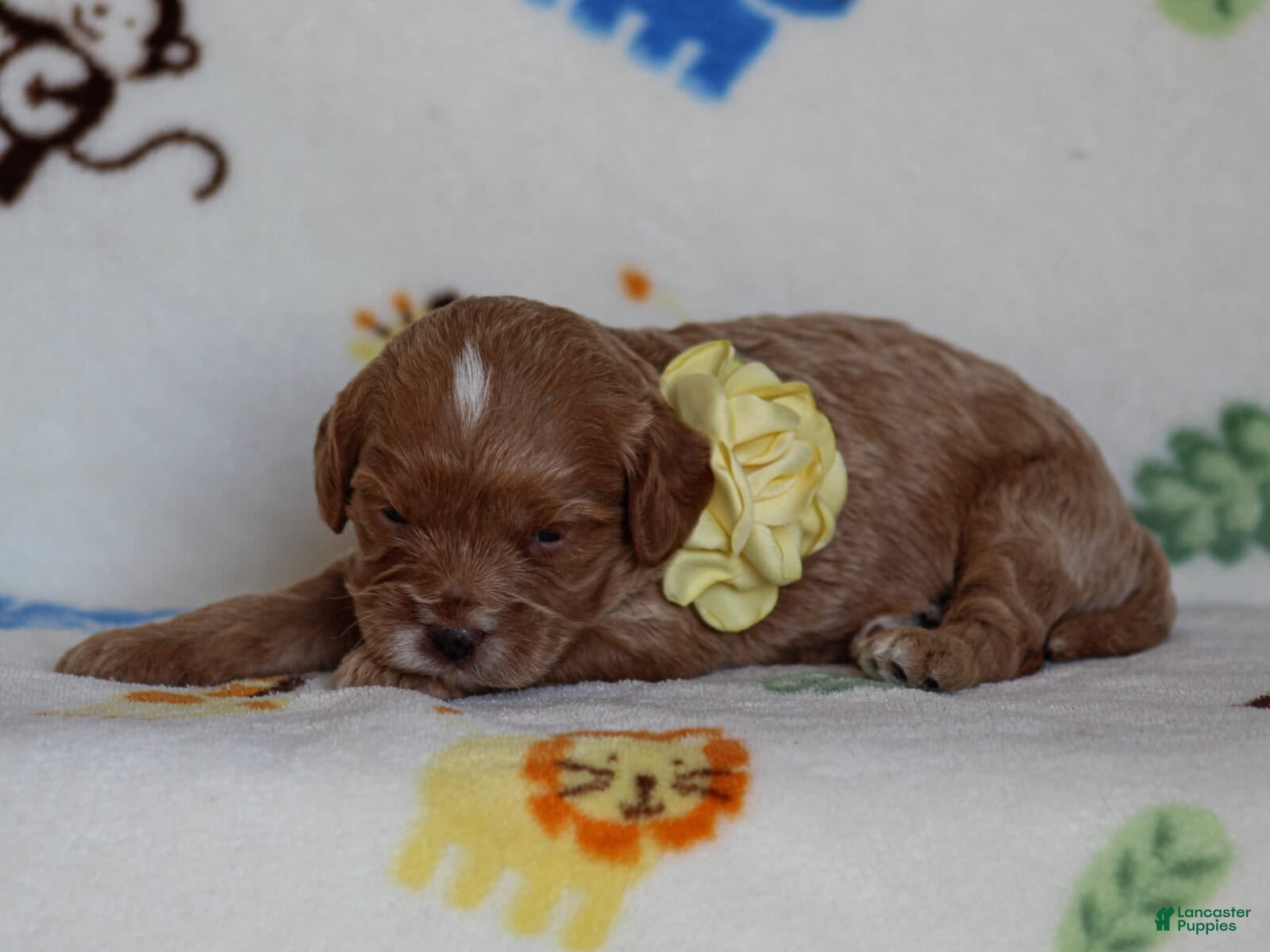 Cavapoo dogs Julie - Ad 1