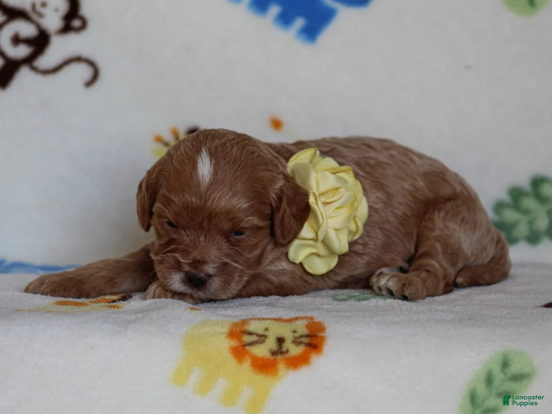 Cavapoo dogs for sale: Julie - Ad 1