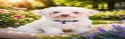 Bichon Frise dogs for sale: luna - Ad 14