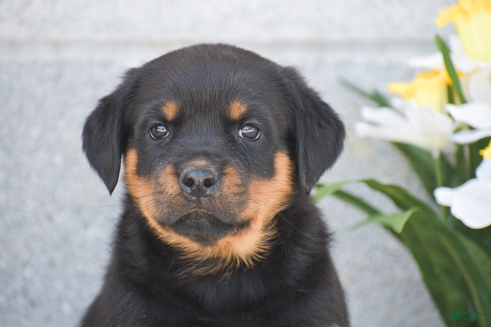 Rottweiler dogs Nicole - Ad 2