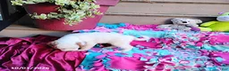 Mini Goldendoodle dogs for sale: Raina - Ad 6