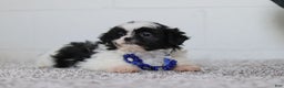 Shih Tzu dogs for sale: Scottie - Ad 5