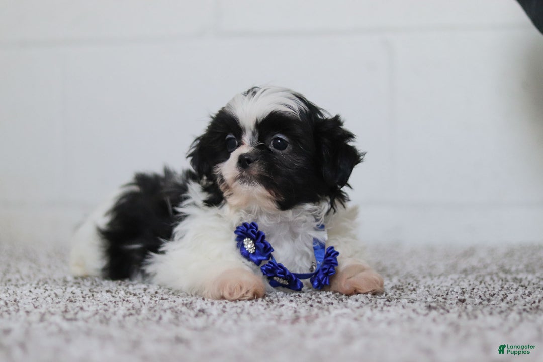 Shih Tzu dogs for sale: Scottie - Ad 5