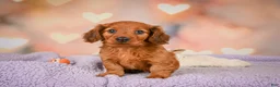 Dachshund dogs for sale: Jax - Ad 3