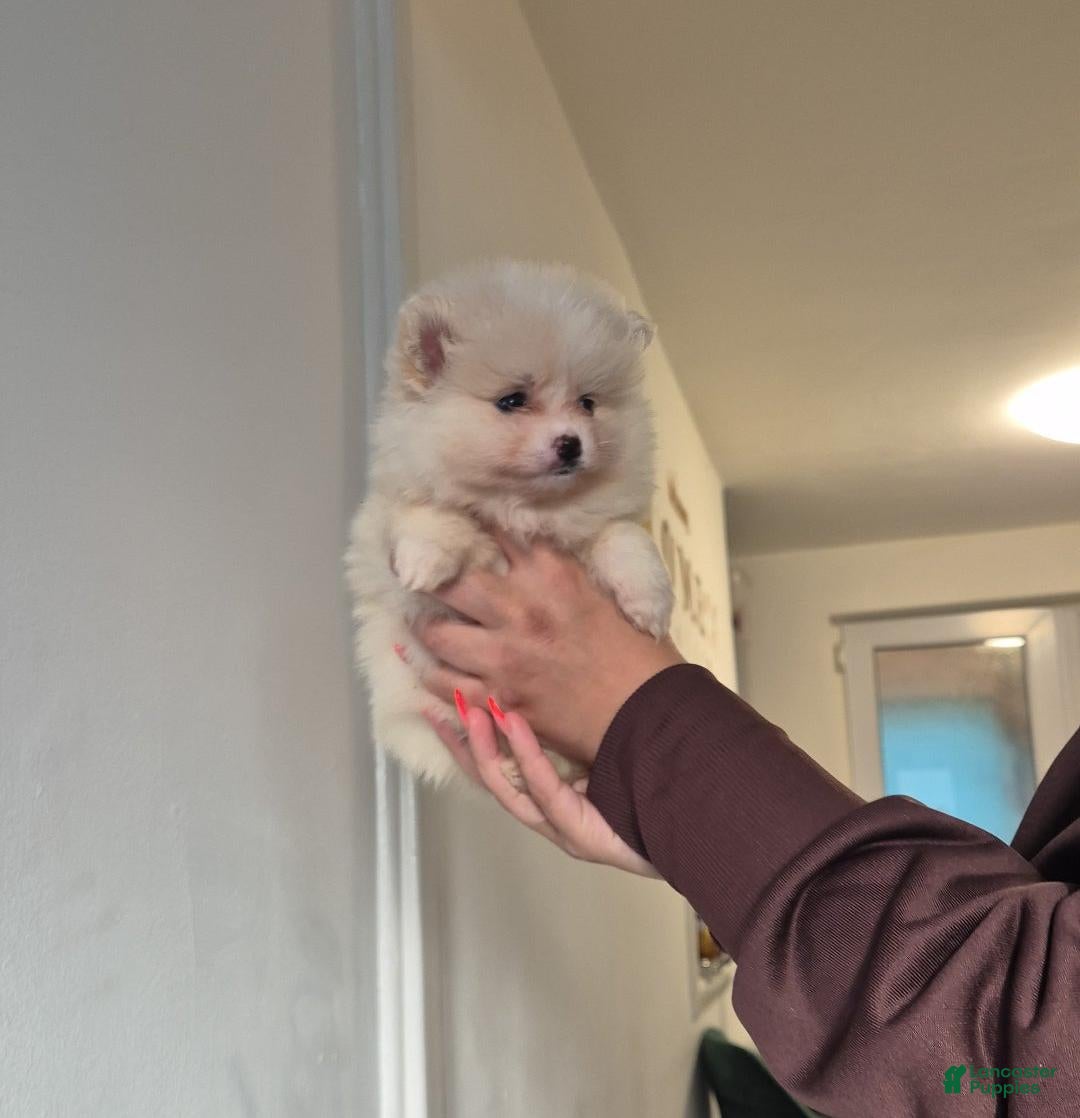 Pomeranian dogs for sale: James - Ad 5