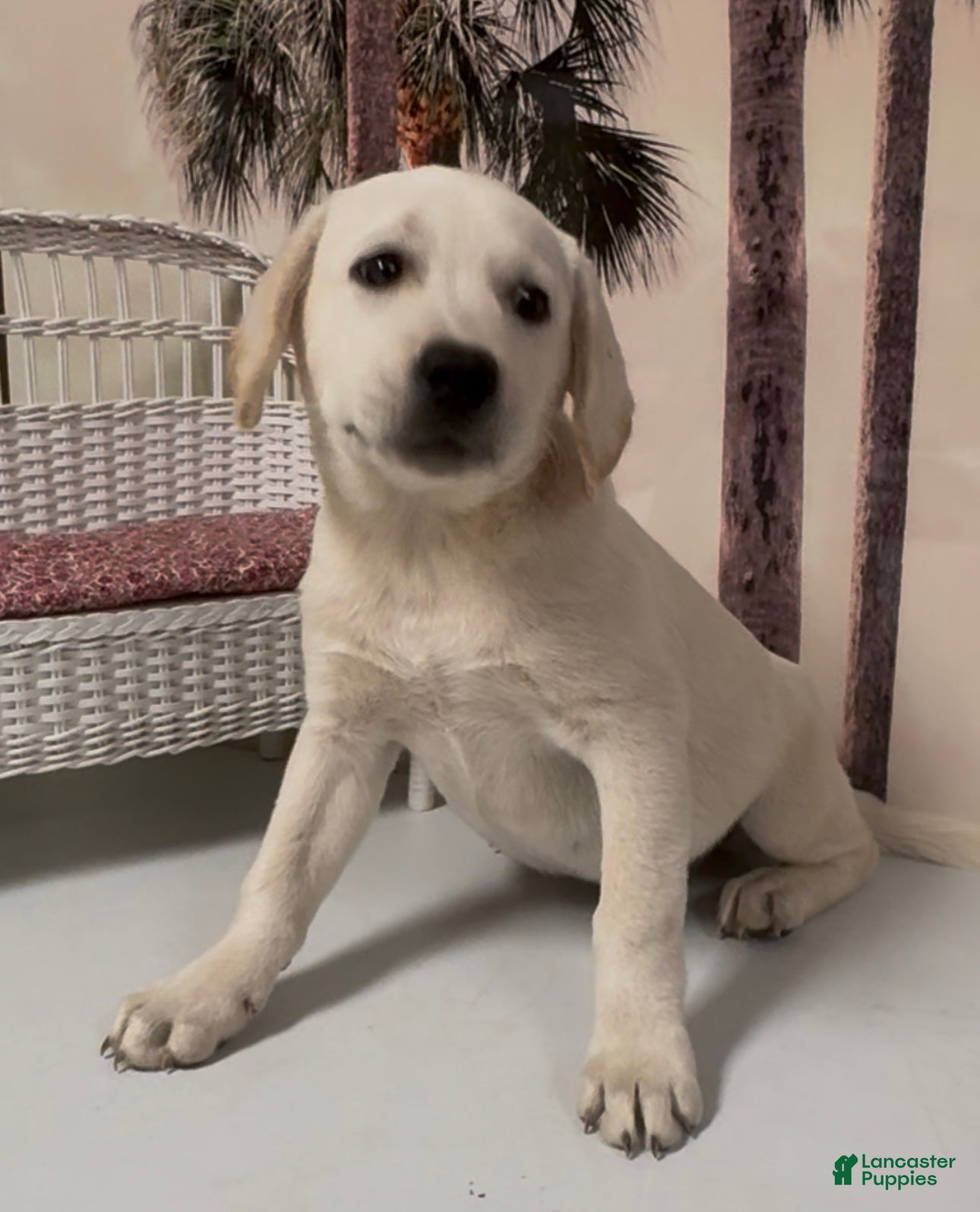 Labrador Retriever dogs for sale: Labrador Retriever Jackie - Ad 37