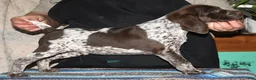 German Shorthaired Pointer dogs for sale: Tenor - Ad 1