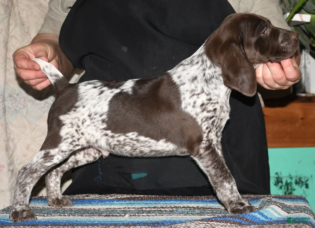 German Shorthaired Pointer dogs for sale: Tenor - Ad 1