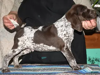 German Shorthaired Pointer dogs Tenor - Ad 36