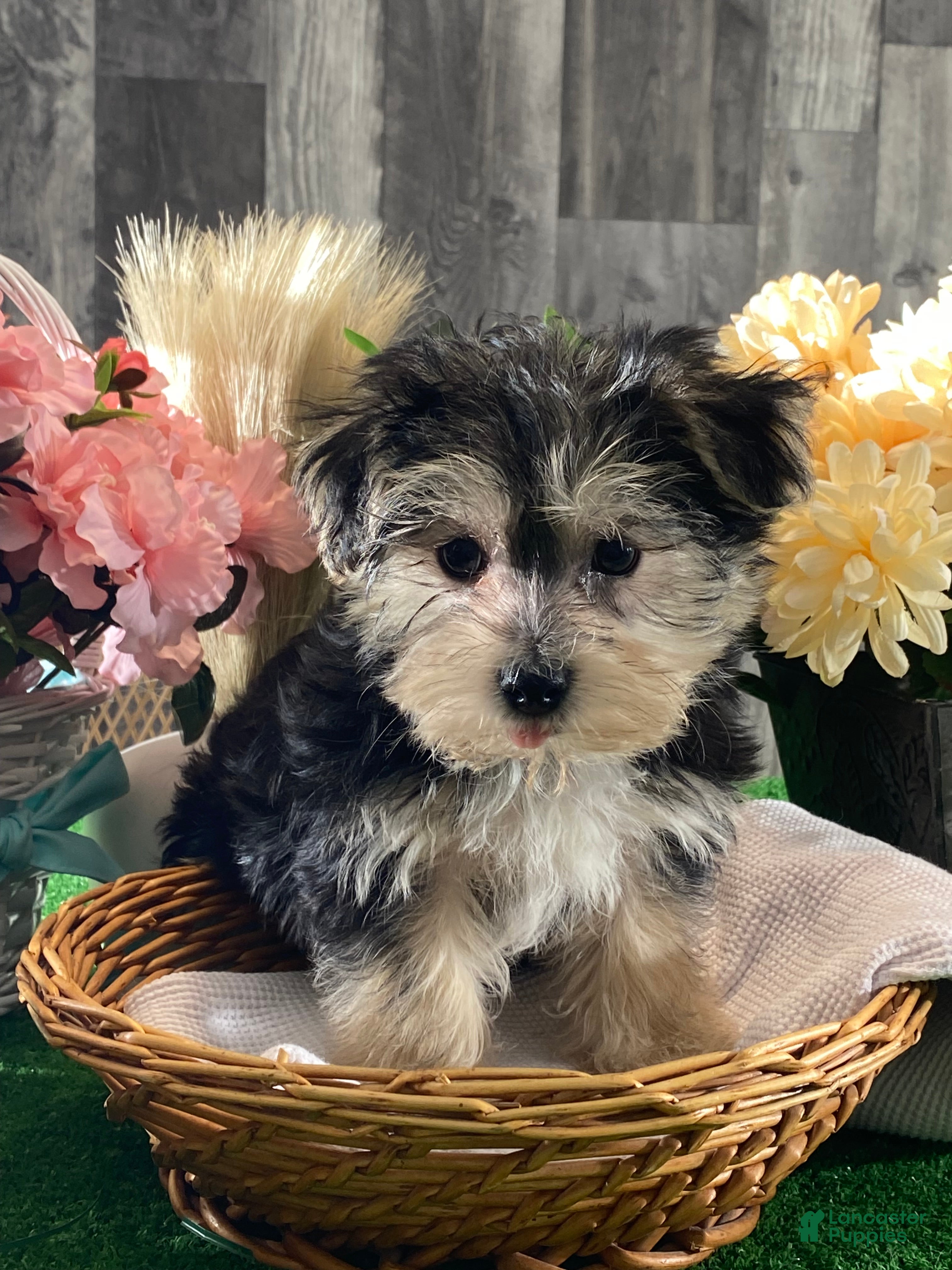 Morkie dogs Timmy - Ad 40