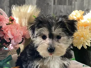 Morkie dogs Timmy - Ad 40