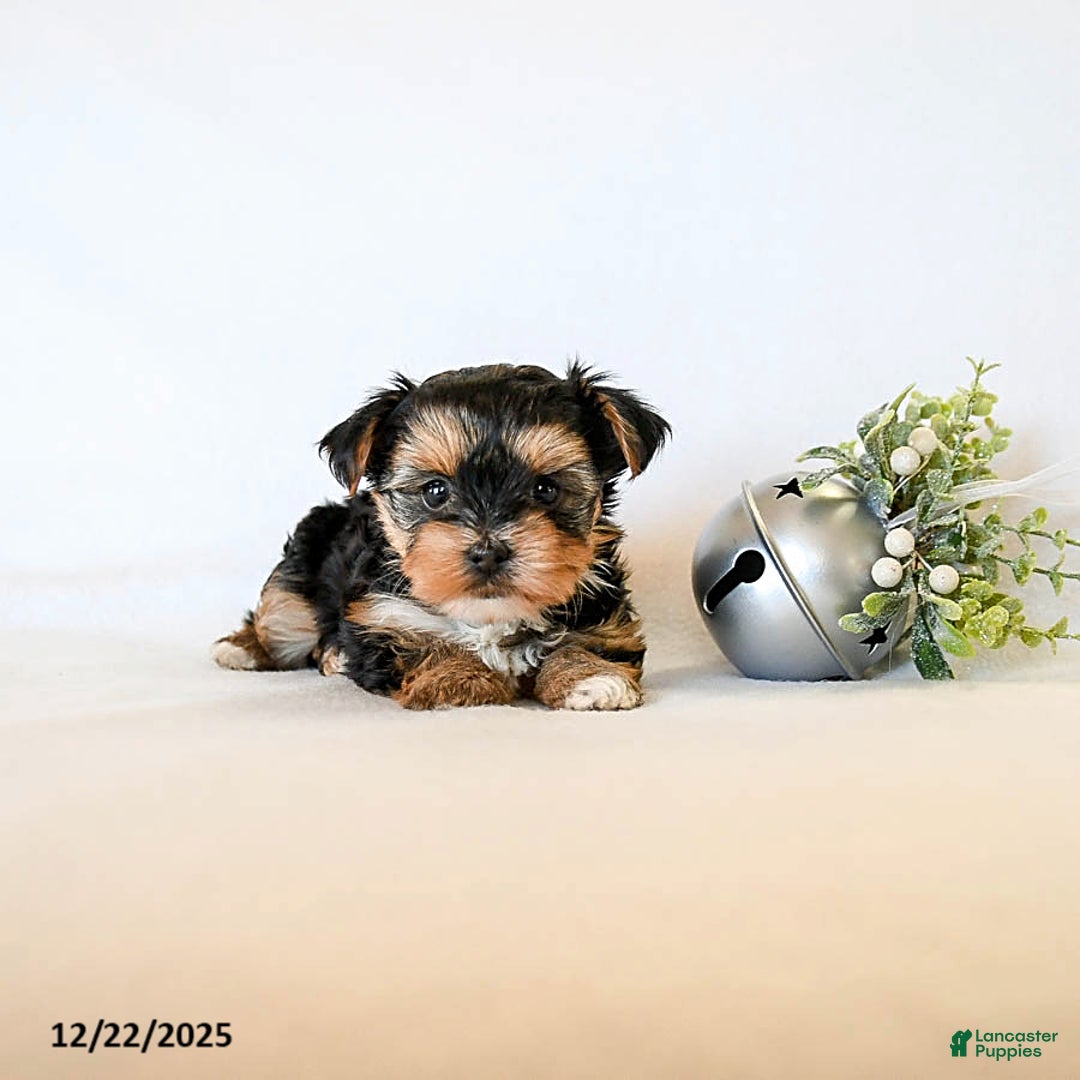 Yorkshire Terrier dogs for sale: Judy - Ad 2