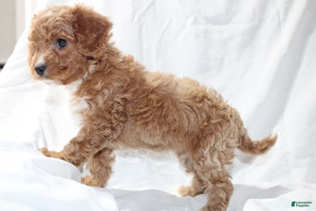 Mixed Breed dogs CavaPooChon female JINGLE - Ad 2