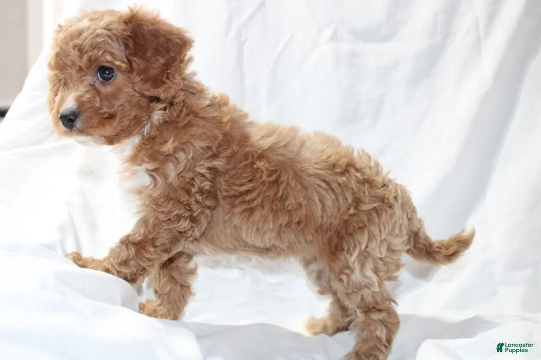 Mixed Breed dogs for sale: CavaPooChon female JINGLE - Ad 2