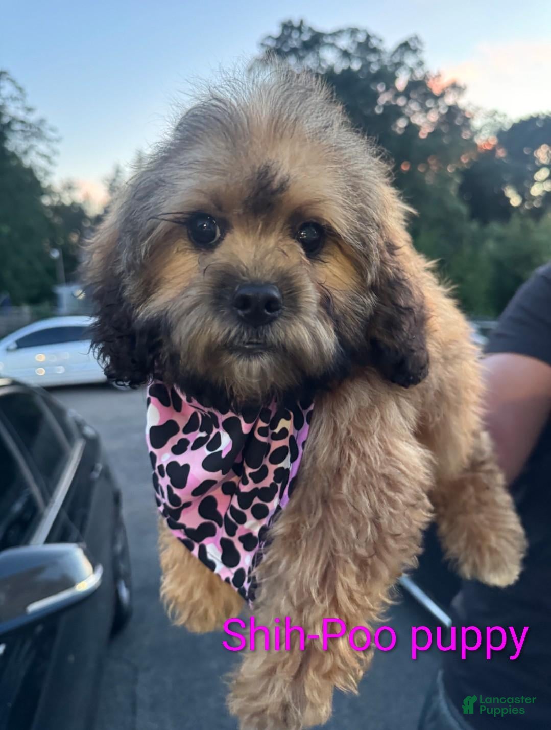 Shihpoo dogs Shihpoo 2 - Ad 7