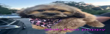 Shihpoo 2