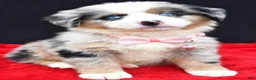 Miniature Australian Shepherd dogs for sale: Clover - Ad 2