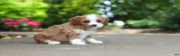 Cavapoo dogs for sale: Dolly - Ad 5