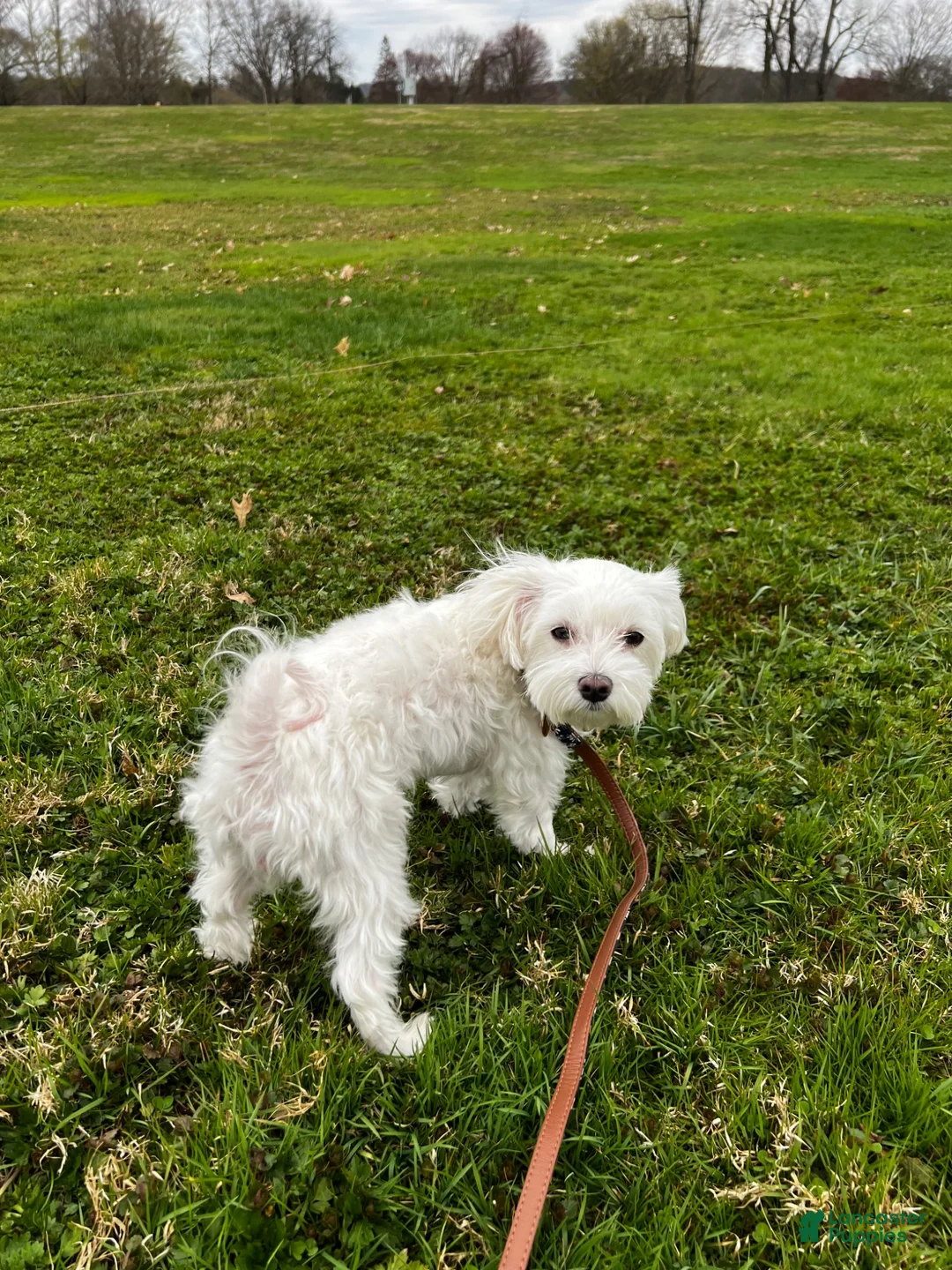 Maltese dogs for sale: Rocky - Ad 18