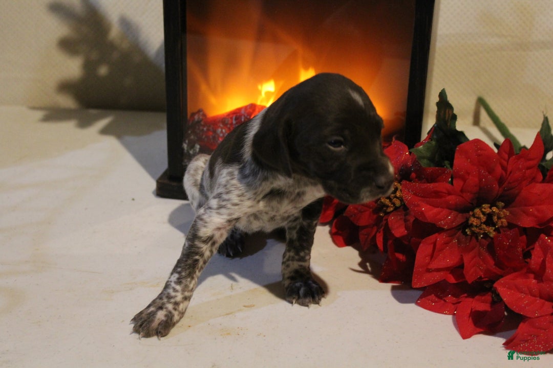 German Shorthaired Pointer dogs for sale: Jovee  - Ad 4